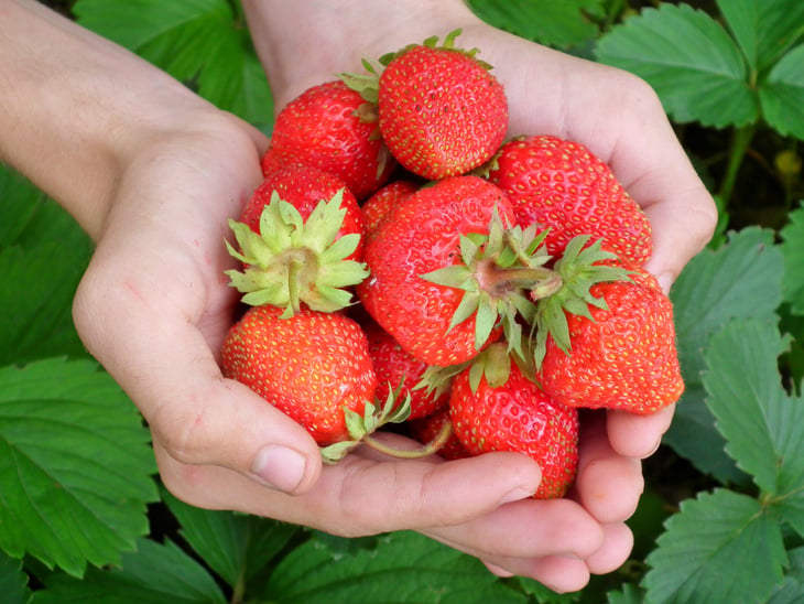 Hands Holding Strawberries